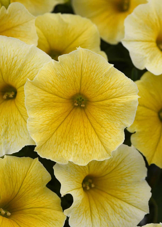Petunia Bee S Knees - View 1 from www redcrocus com