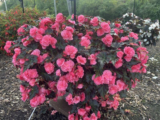 Begonia Adora Satin Rose - View 10 from www redcrocus com