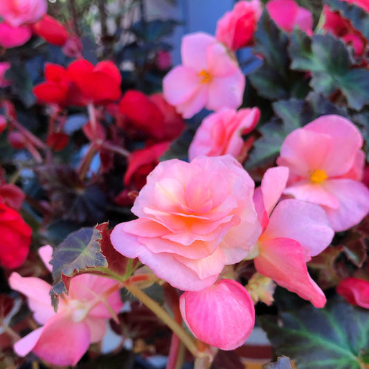 Begonia Adora Satin Rose - View 1 from www redcrocus com