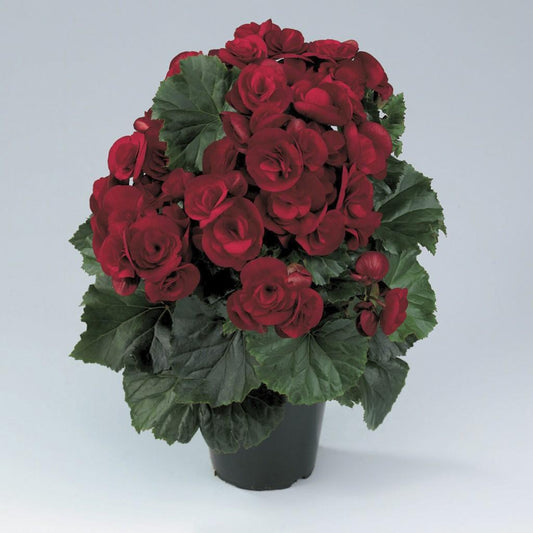 Begonia Adora Red Velvet - View 10 from www redcrocus com