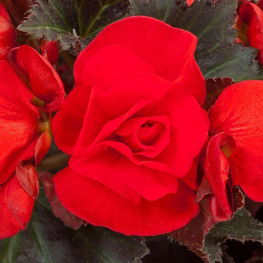 Begonia Adora Red Velvet - View 1 from www redcrocus com