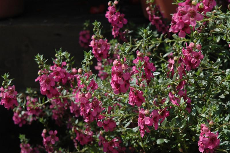 Angelonia Alonia Big Bicolor Pink - View 16 from www redcrocus com