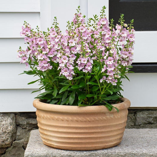 Angelonia Alonia Big Bicolor Pink - View 1 from www redcrocus com
