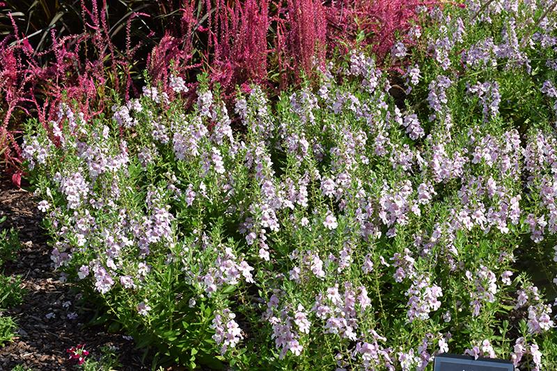 Angelonia Alonia Big Bicolor Pink - View 2 from www redcrocus com