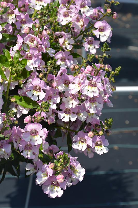 Angelonia Alonia Big Bicolor Pink - View 3 from www redcrocus com
