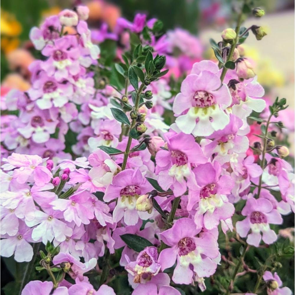 Angelonia Alonia Big Bicolor Pink - View 4 from www redcrocus com