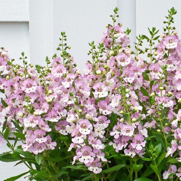 Angelonia Alonia Big Bicolor Pink - View 5 from www redcrocus com