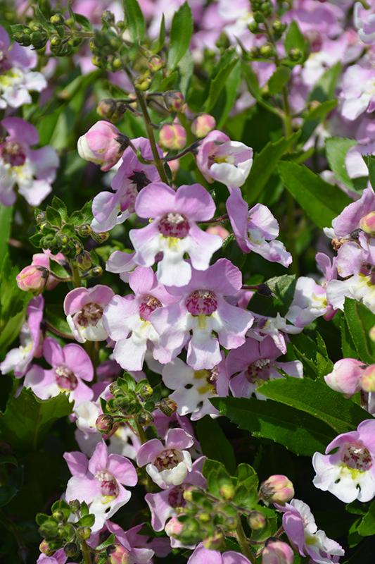 Angelonia Alonia Big Bicolor Pink - View 7 from www redcrocus com