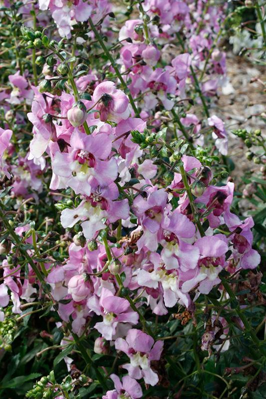 Angelonia Alonia Big Bicolor Pink - View 8 from www redcrocus com