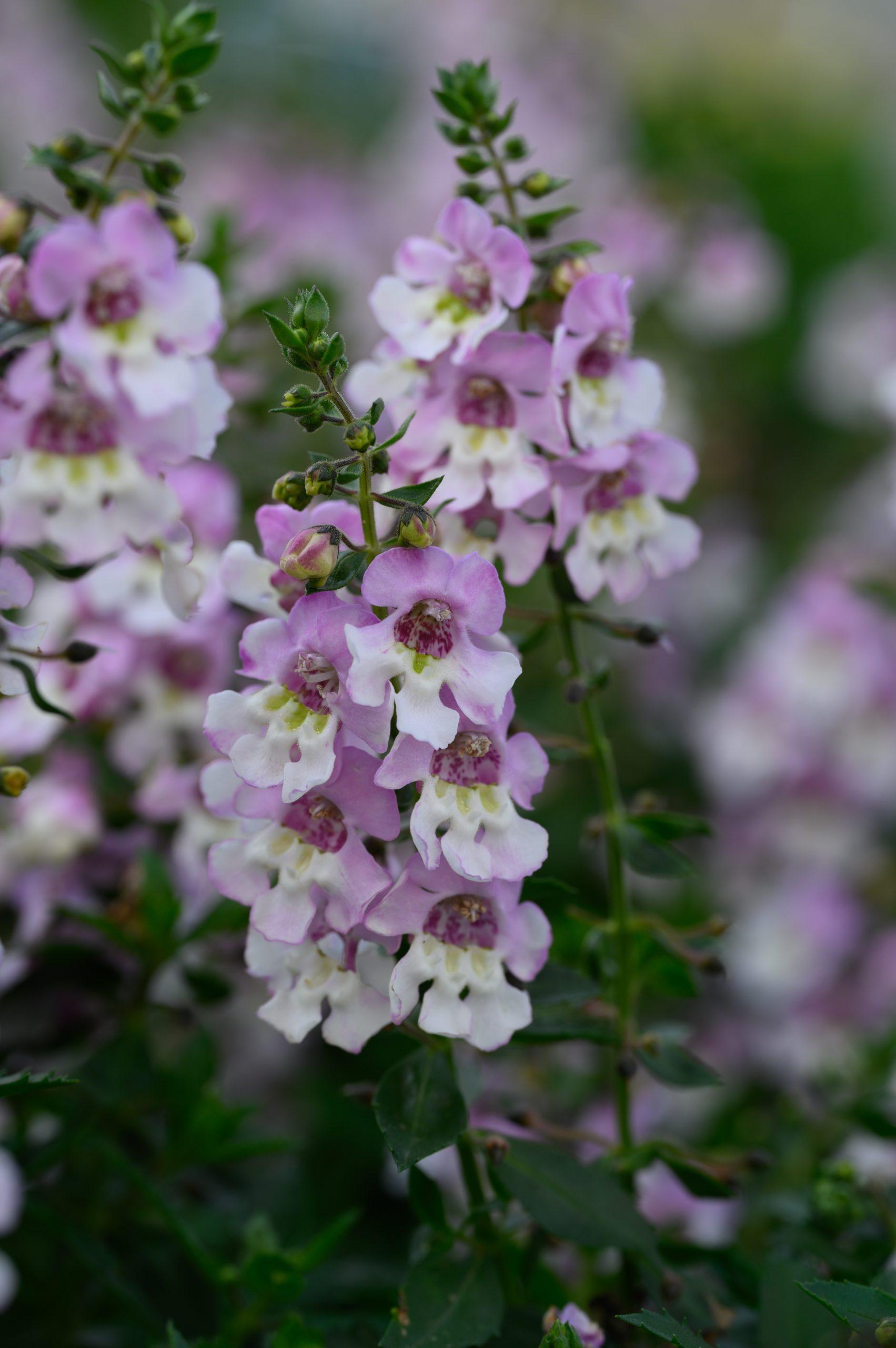 Angelonia Alonia Big Bicolor Pink - View 9 from www redcrocus com