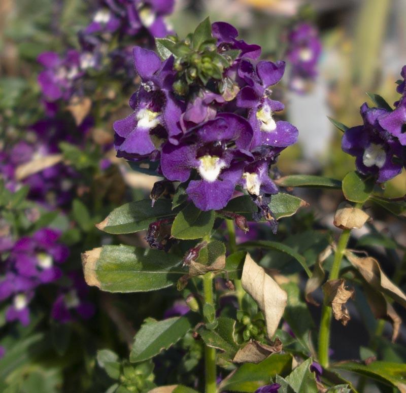 Angelonia Alonia Big Grape - View 10 from www redcrocus com
