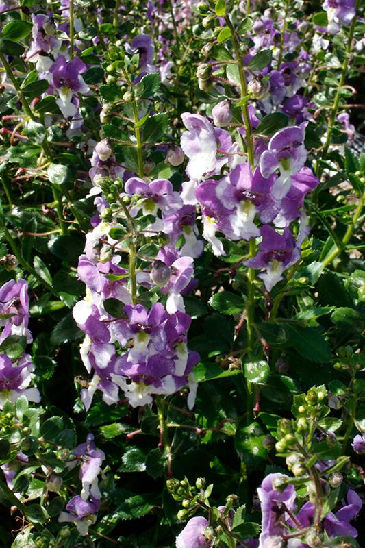Angelonia Alonia Big Grape - View 11 from www redcrocus com