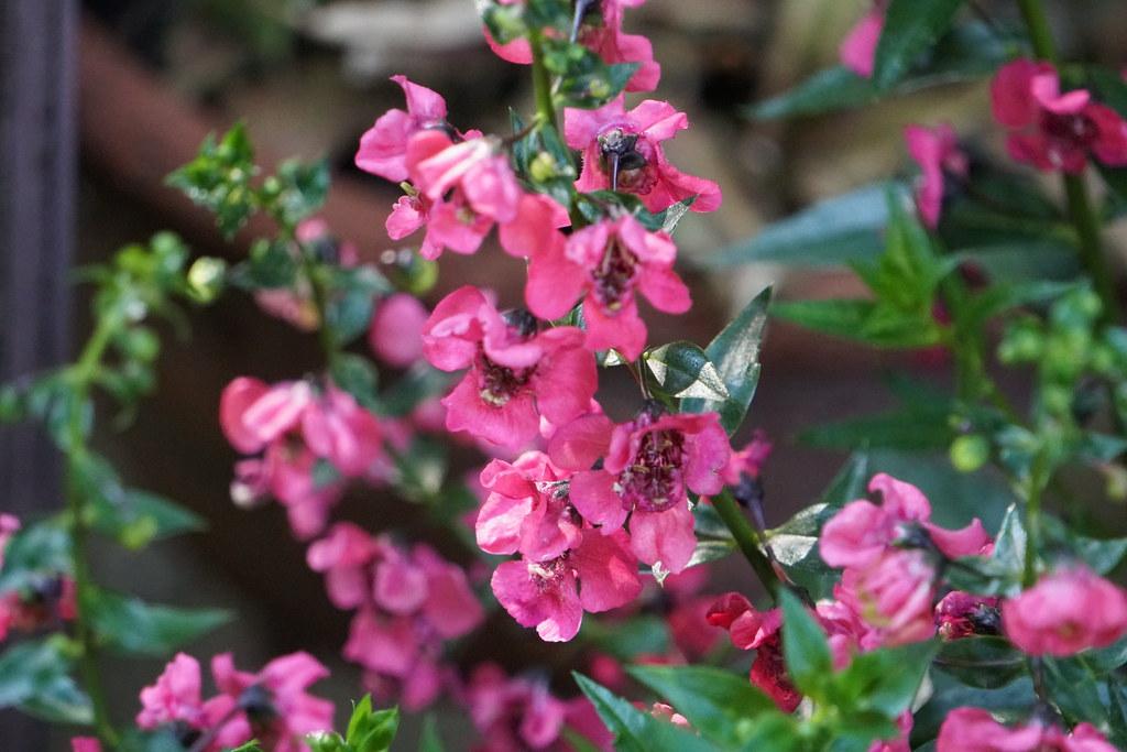 Angelonia Alonia Big Grape - View 12 from www redcrocus com