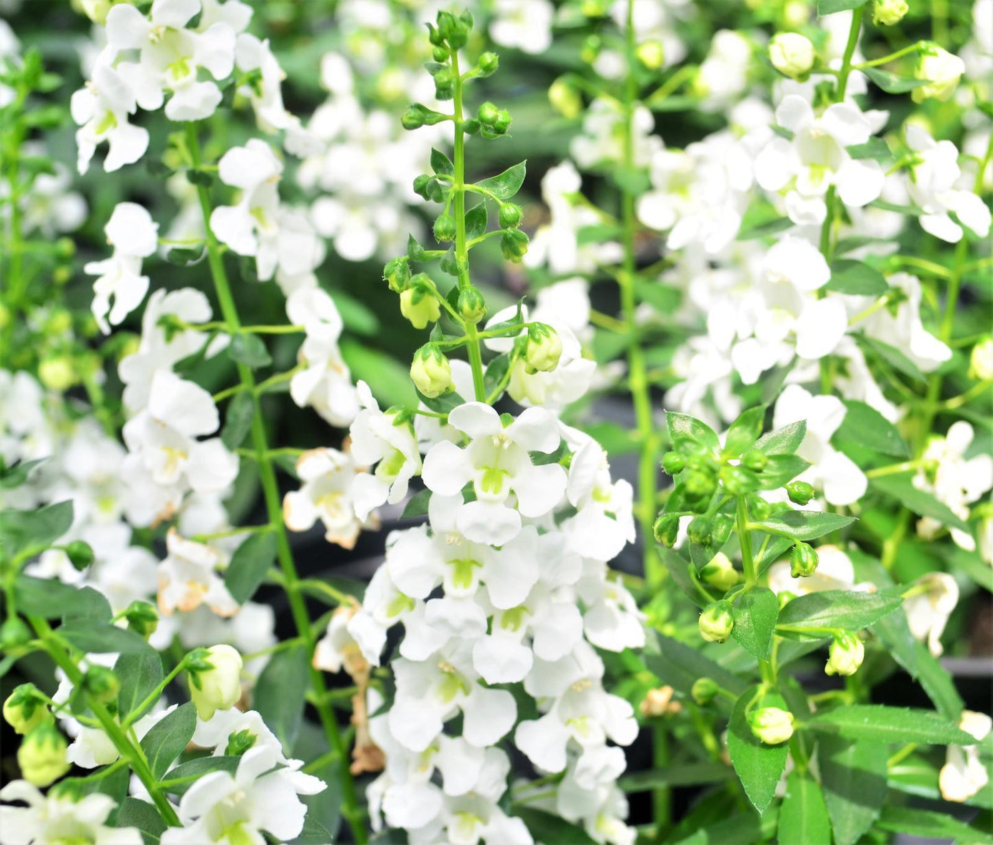 Angelonia Alonia Big Grape - View 13 from www redcrocus com