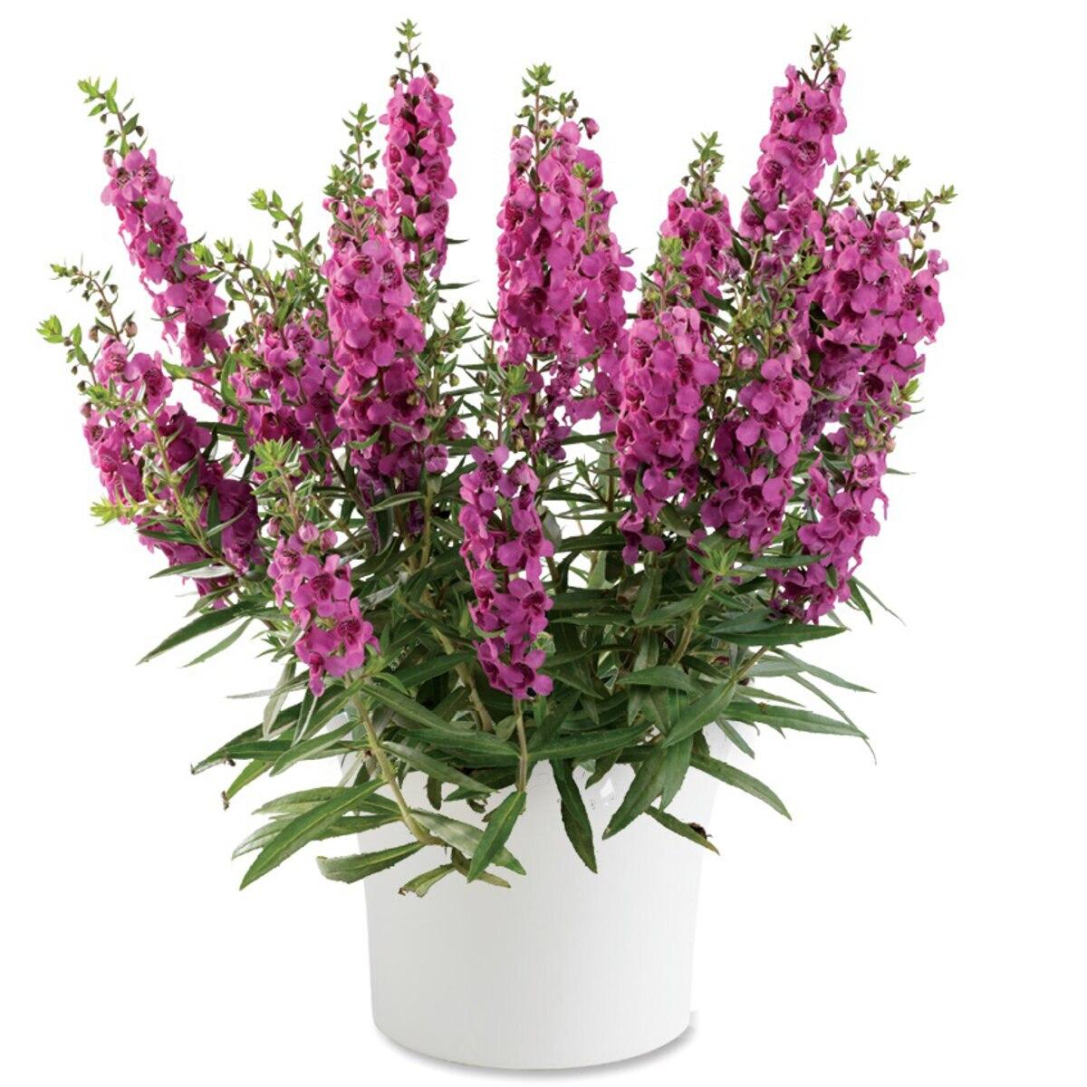 Angelonia Alonia Big Grape - View 15 from www redcrocus com