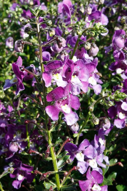 Angelonia Alonia Big Grape - View 16 from www redcrocus com