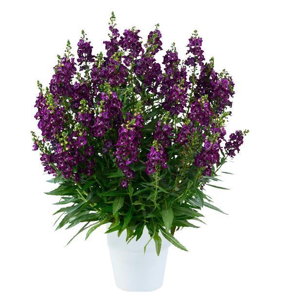 Angelonia Alonia Big Grape - View 1 from www redcrocus com