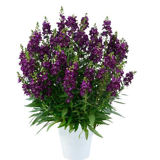 Angelonia Alonia Big Grape - View 1 from www redcrocus com