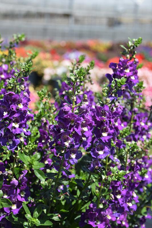 Angelonia Alonia Big Grape - View 2 from www redcrocus com