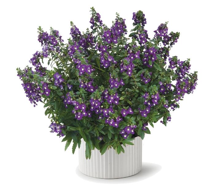 Angelonia Alonia Big Grape - View 4 from www redcrocus com