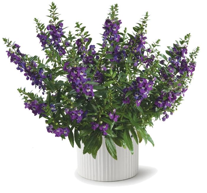 Angelonia Alonia Big Grape - View 5 from www redcrocus com