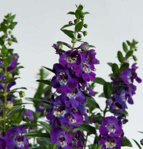 Angelonia Alonia Big Grape - View 6 from www redcrocus com