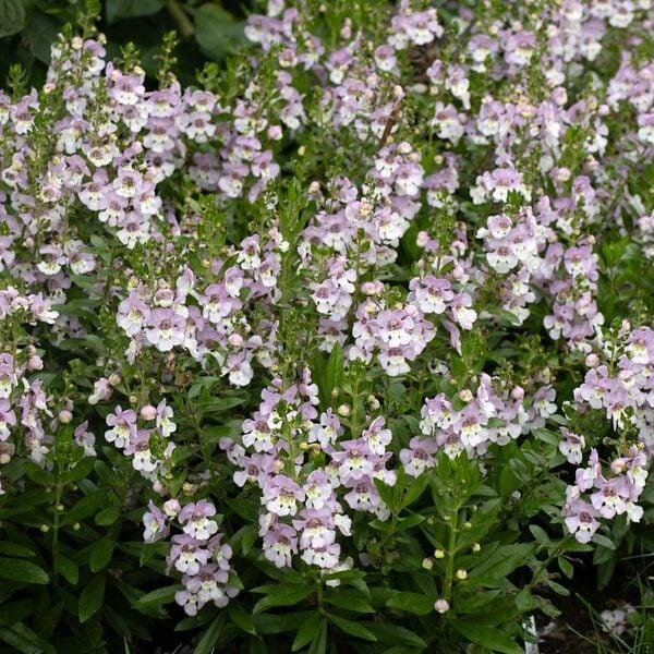 Angelonia Alonia Big Grape - View 7 from www redcrocus com