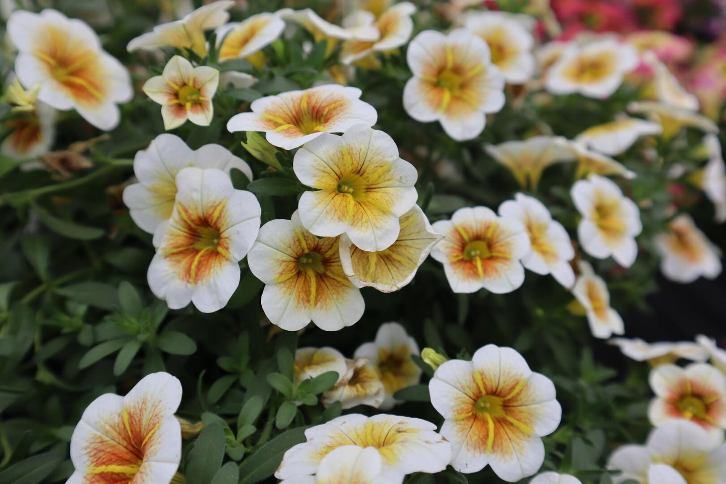 Calibrachoa Calitastic Cappuccino - View 10 from www redcrocus com