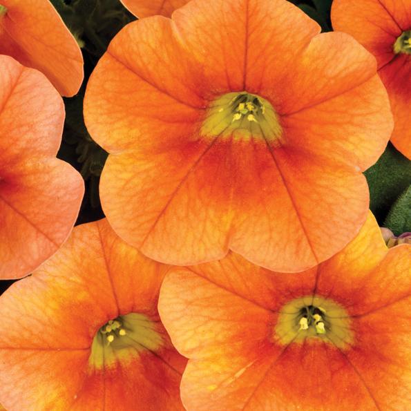 Calibrachoa Calitastic Cappuccino - View 11 from www redcrocus com