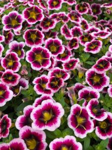 Calibrachoa Calitastic Cappuccino - View 12 from www redcrocus com
