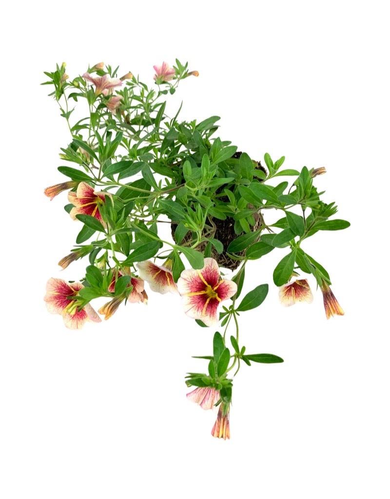 Calibrachoa Calitastic Cappuccino - View 14 from www redcrocus com