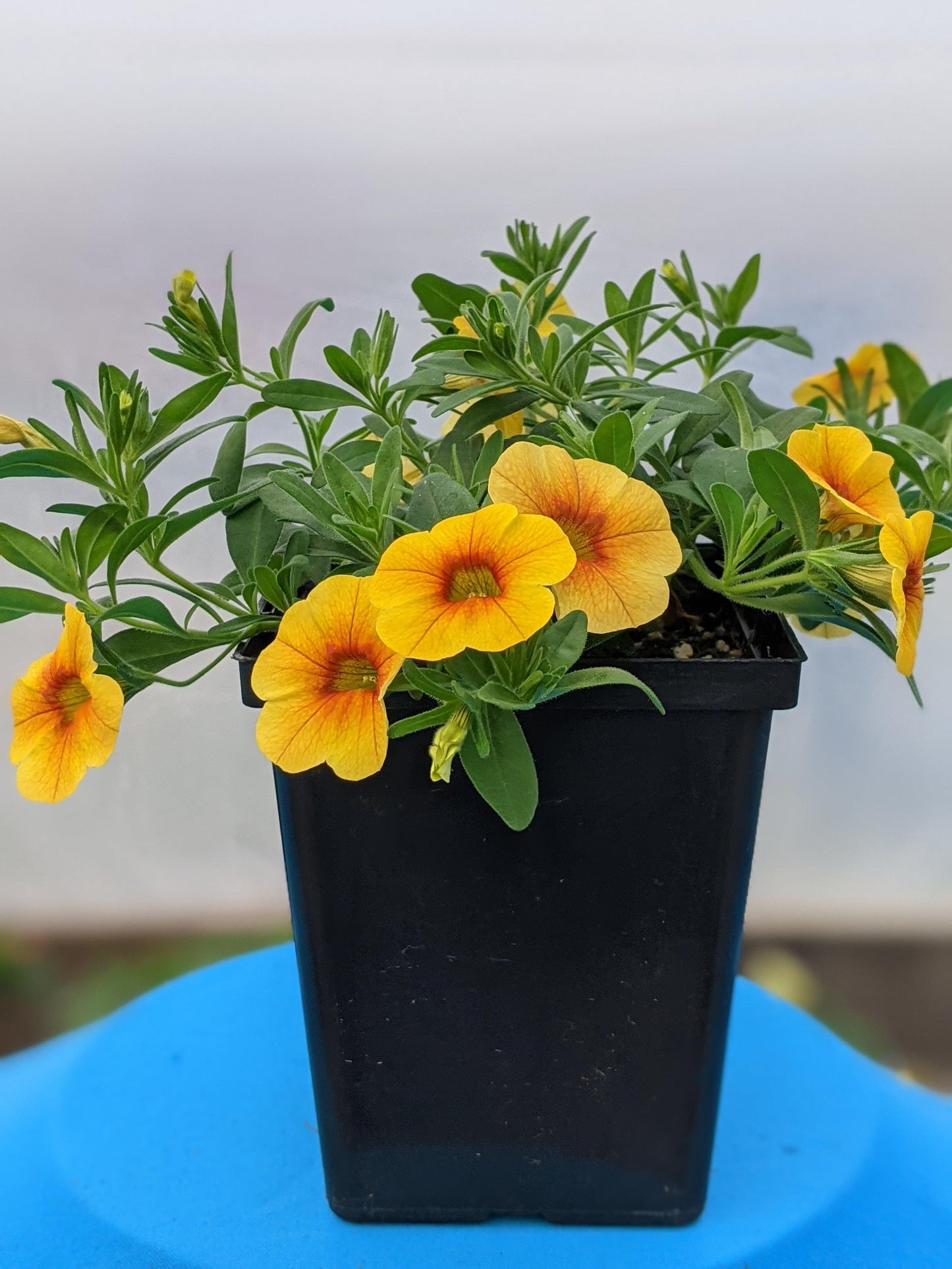 Calibrachoa Calitastic Cappuccino - View 15 from www redcrocus com