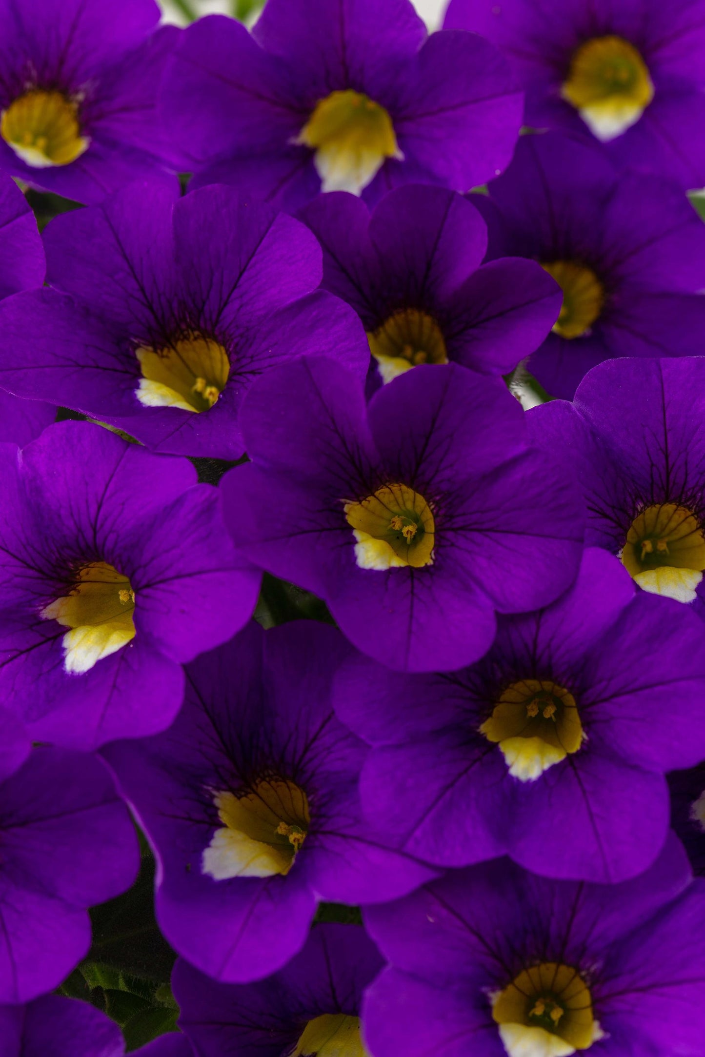 Calibrachoa Calitastic Cappuccino - View 17 from www redcrocus com