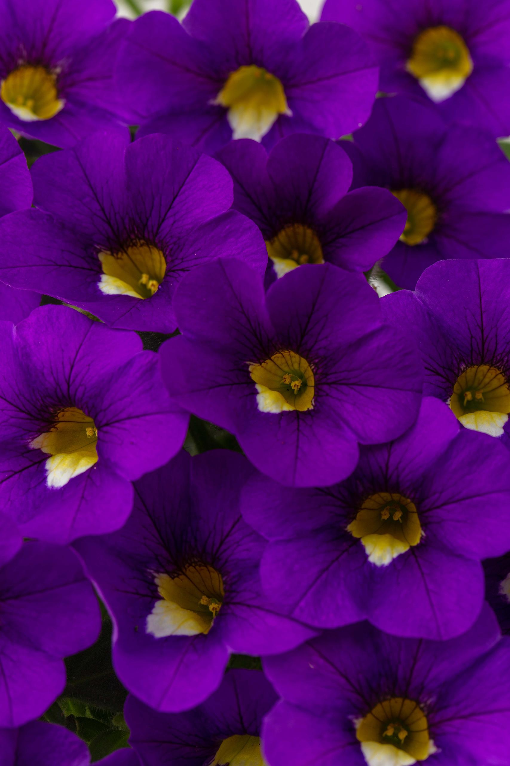 Calibrachoa Calitastic Cappuccino - View 17 from www redcrocus com