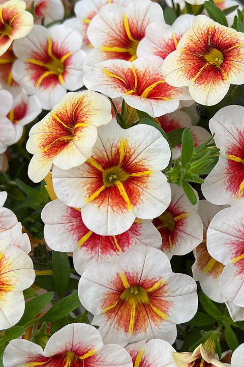 Calibrachoa Calitastic Cappuccino - View 1 from www redcrocus com