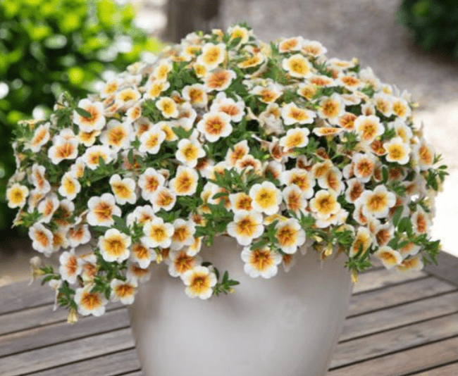 Calibrachoa Calitastic Cappuccino - View 2 from www redcrocus com