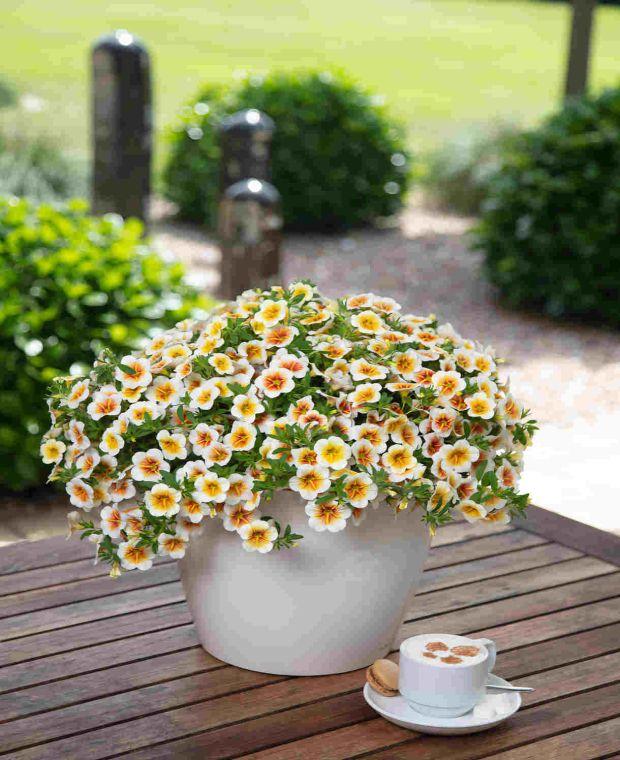 Calibrachoa Calitastic Cappuccino - View 3 from www redcrocus com