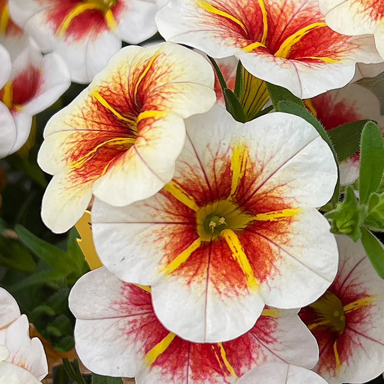 Calibrachoa Calitastic Cappuccino - View 4 from www redcrocus com