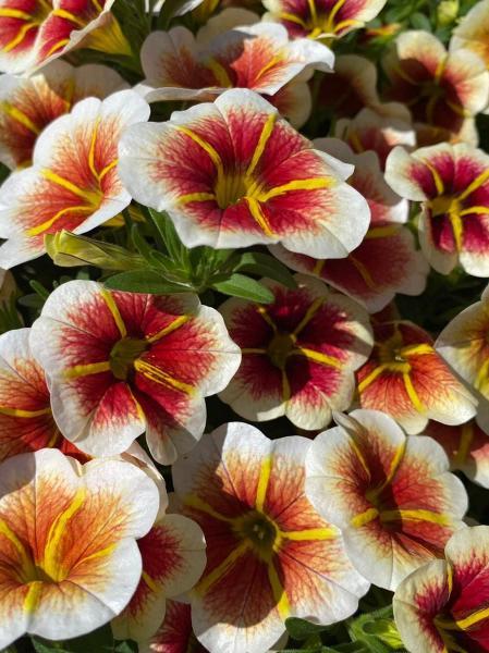 Calibrachoa Calitastic Cappuccino - View 5 from www redcrocus com