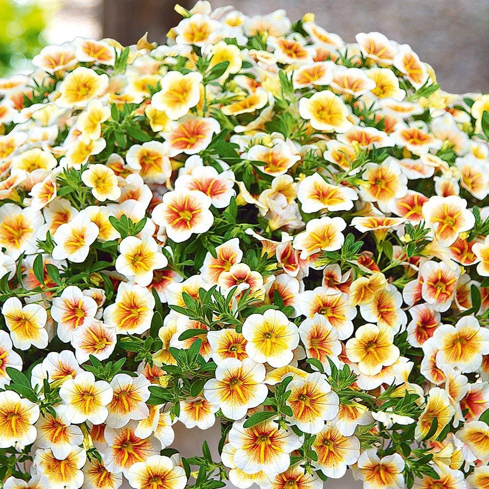 Calibrachoa Calitastic Cappuccino - View 6 from www redcrocus com