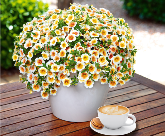 Calibrachoa Calitastic Cappuccino - View 7 from www redcrocus com