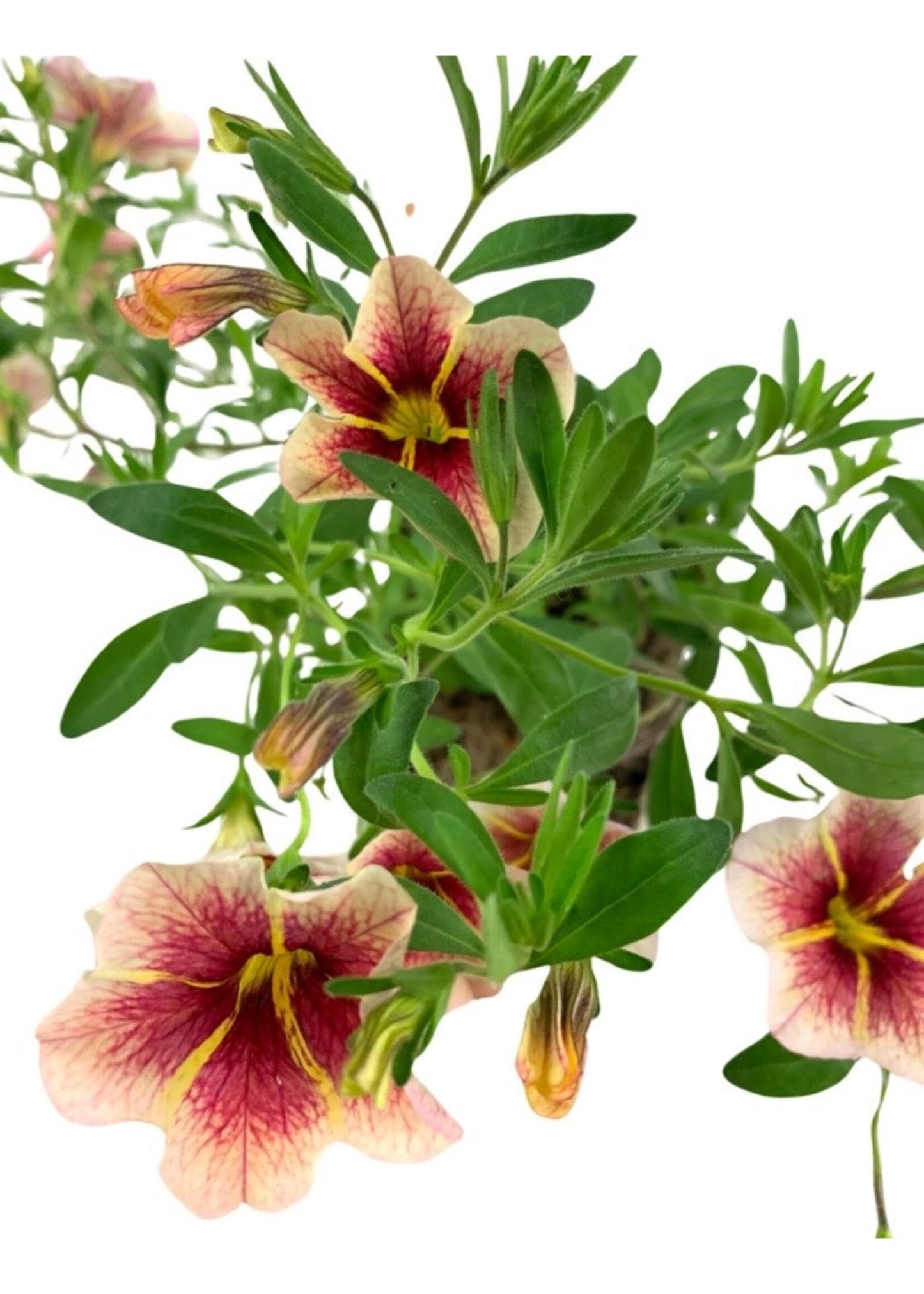 Calibrachoa Calitastic Cappuccino - View 8 from www redcrocus com