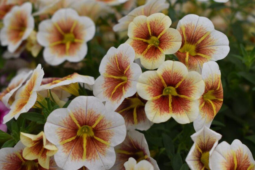 Calibrachoa Calitastic Cappuccino - View 9 from www redcrocus com