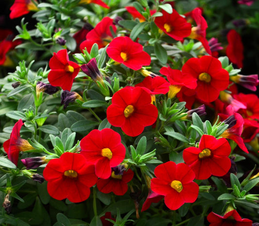 Calibrachoa Colibri Bright Red - View 1 from www redcrocus com