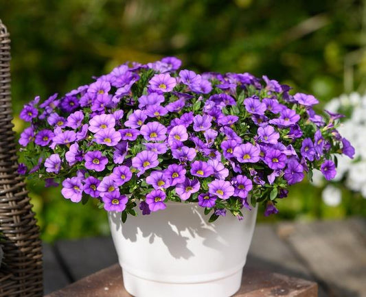 Calibrachoa Colibri Dark Lavender - View 1 from www redcrocus com