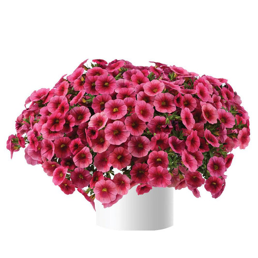 Calibrachoa Colibri Malibu Pink - View 1 from www redcrocus com