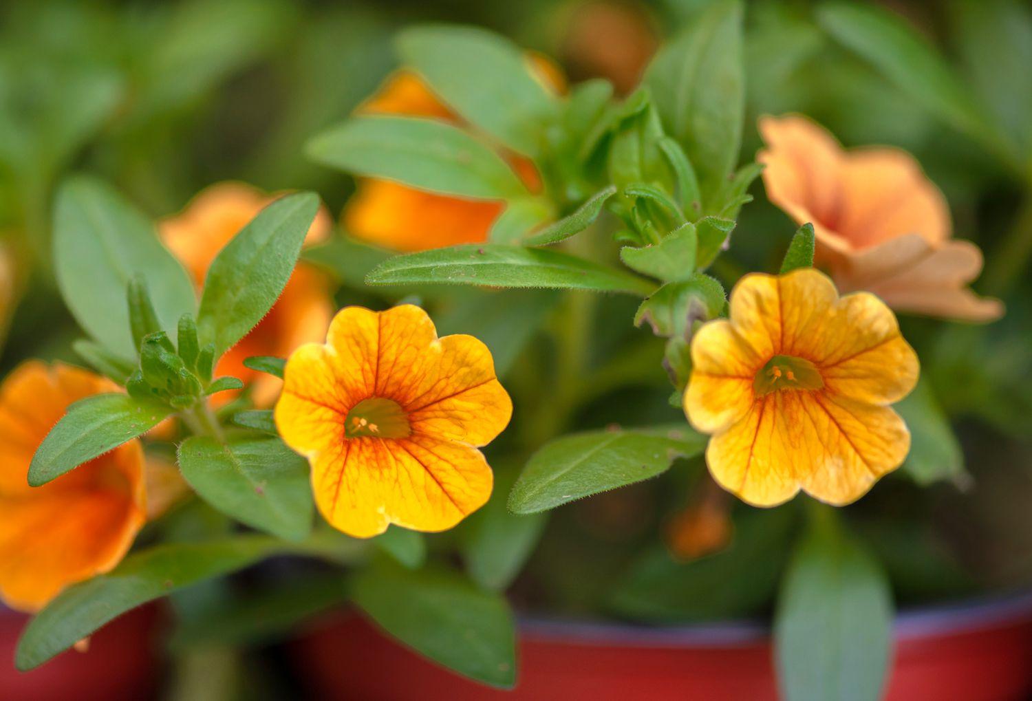 Calibrachoa Colibri Tangerine - View 13 from www redcrocus com