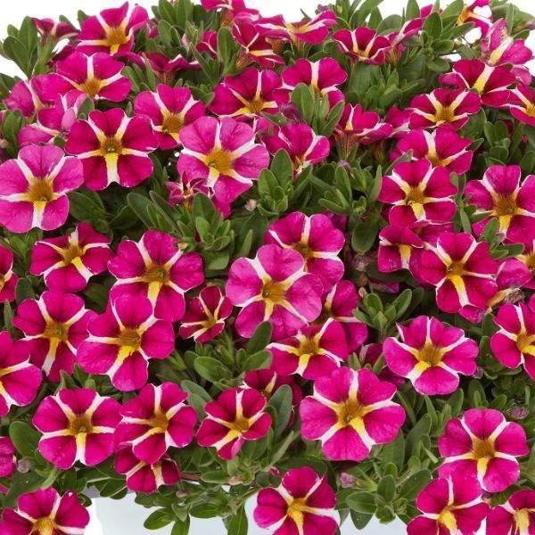 Calibrachoa Colibri Tangerine - View 14 from www redcrocus com