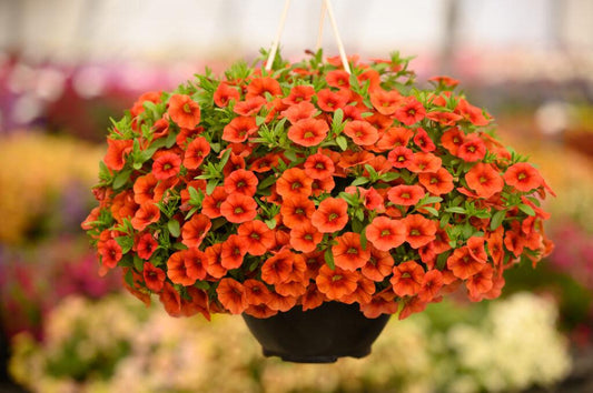 Calibrachoa Colibri Tangerine - View 1 from www redcrocus com