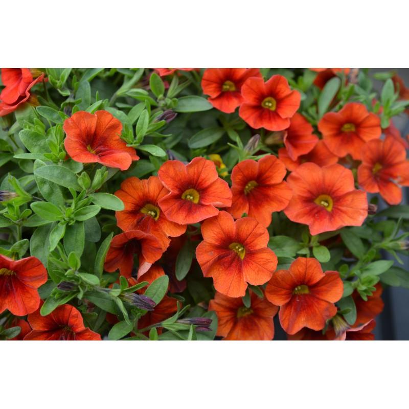 Calibrachoa Colibri Tangerine - View 2 from www redcrocus com